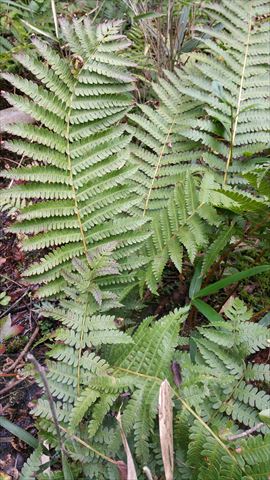 20161011_104337_R.jpg